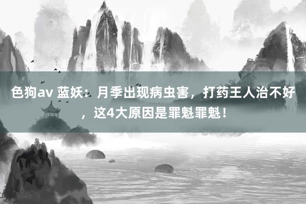 色狗av 蓝妖：月季出现病虫害，打药王人治不好，这4大原因是罪魁罪魁！